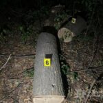 Чоловік на Одещині вирубав п’ять дубів на 123 тисячі для опалення.
