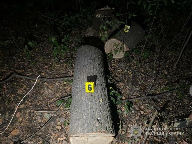 Чоловік на Одещині вирубав п’ять дубів на 123 тисячі для опалення.