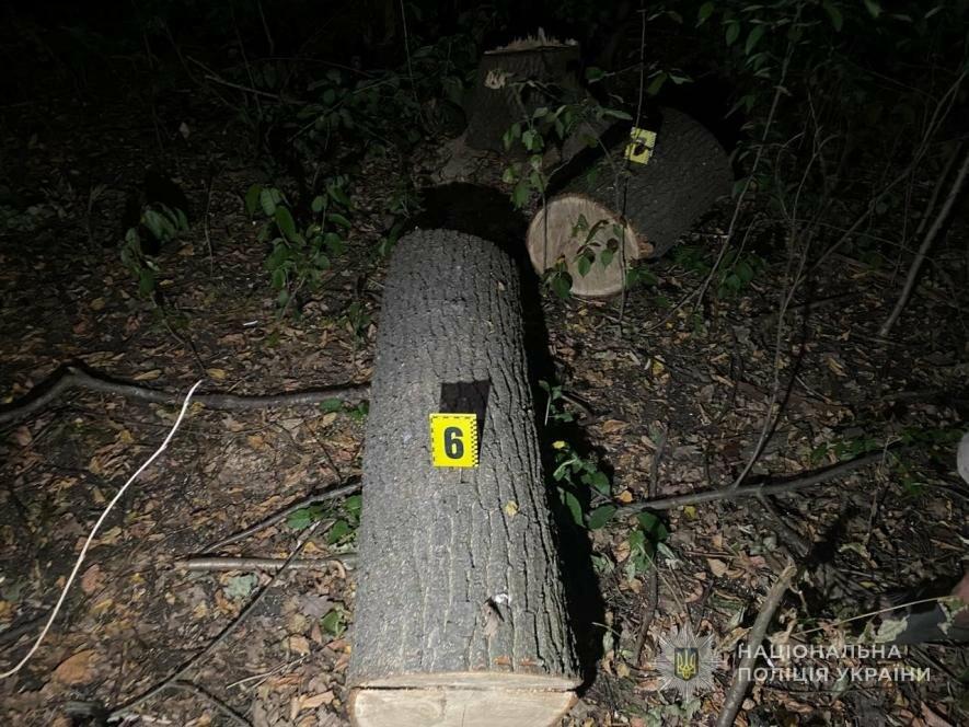 Чоловік на Одещині вирубав п’ять дубів на 123 тисячі для опалення.