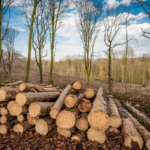 Двоє жителів Білгород-Дністровського району зобов’язані сплатити державі близько 300 тисяч гривень за незаконну вирубку лісів