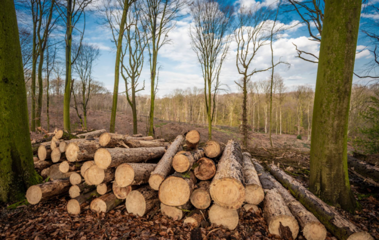 Двоє жителів Білгород-Дністровського району зобов’язані сплатити державі близько 300 тисяч гривень за незаконну вирубку лісів
