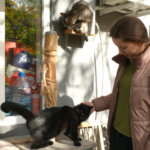 У Одесі під монастирем знайшли притулок для сотень покинутих котів, які за один день потрапили у біду