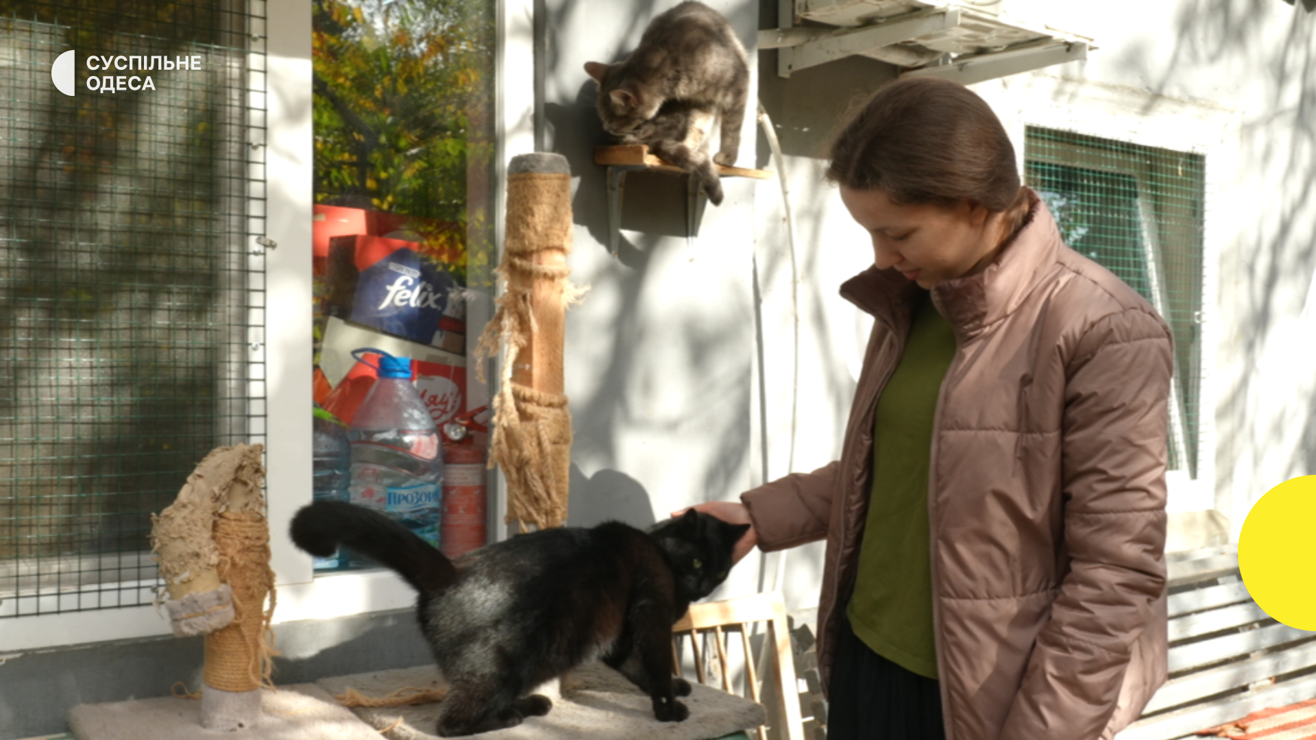 У Одесі під монастирем знайшли притулок для сотень покинутих котів, які за один день потрапили у біду