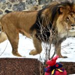 Леви втекли з реабілітаційного центру в Хмельницькому 15 листопада