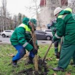 У парках Одеси озеленювачі здійснили висадку міскантусу