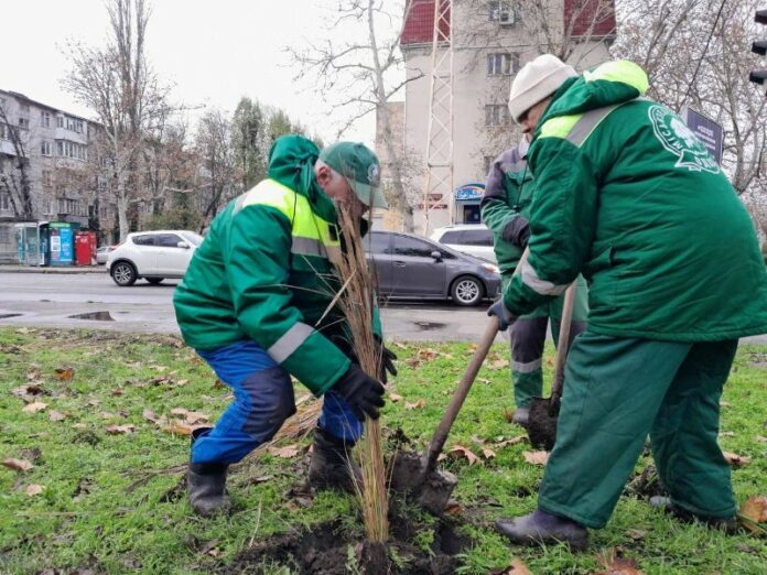 У парках Одеси озеленювачі здійснили висадку міскантусу