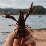 В Одеській області вводять шестимісячну заборону на ловлю раків — дати початку уточнені