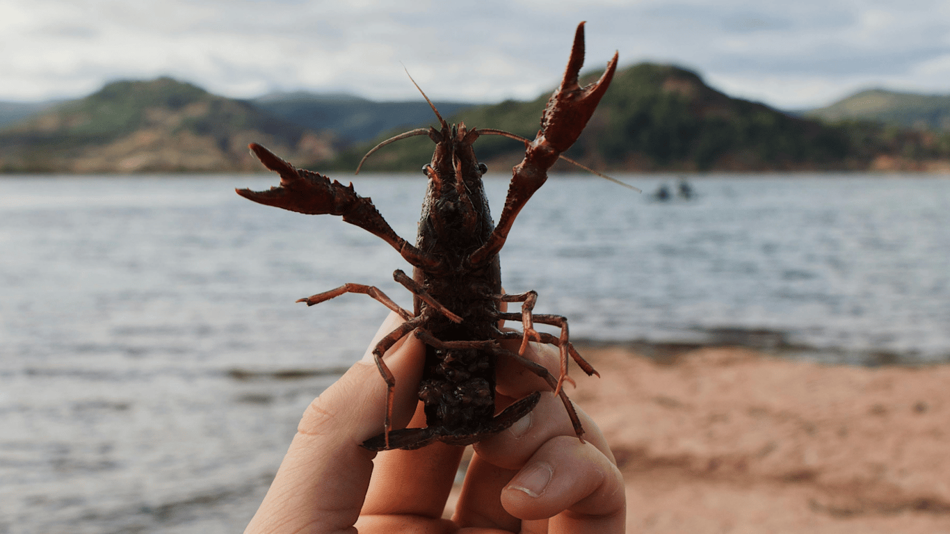 В Одеській області вводять шестимісячну заборону на ловлю раків — дати початку уточнені
