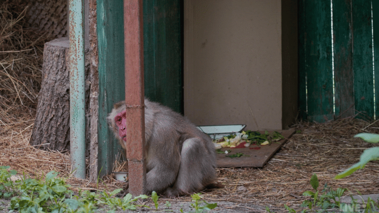 Зимові пригоди тварин Одеського зоопарку: що підготували для них