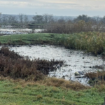 У місті Одещини відсутні очисні споруди, що призводить до забруднення земель каналізаційними стоками