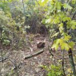 У Одеській області виявлено незаконну ліквідацію лісів у лісосмузі