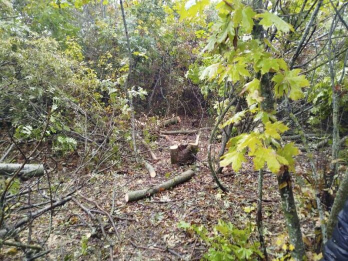 У Одеській області виявлено незаконну ліквідацію лісів у лісосмузі