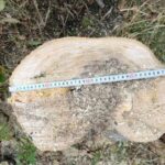 В Одеській області чоловіка зобов’язали сплатити штраф за незаконне зрубування дерева