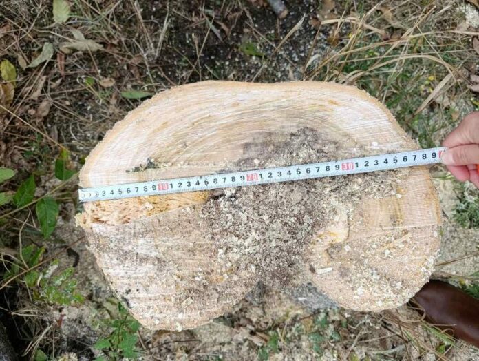 В Одеській області чоловіка зобов’язали сплатити штраф за незаконне зрубування дерева