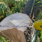 В Одеській області незаконно вирубали дерева