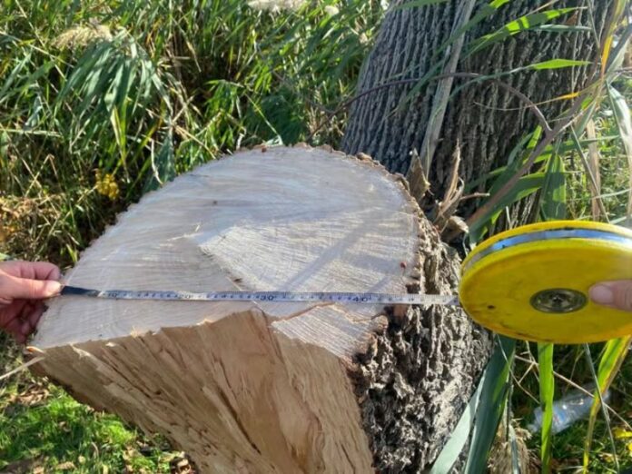 В Одеській області незаконно вирубали дерева