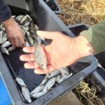 Відновлення рибних запасів у Хаджибейському лимані Одеського регіону