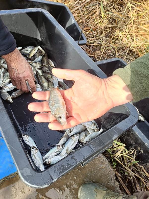 Відновлення рибних запасів у Хаджибейському лимані Одеського регіону