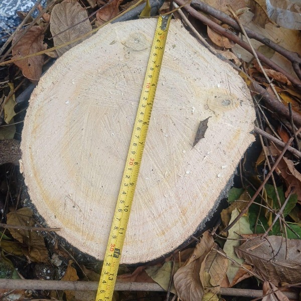 Одесита оштрафують за незаконну вирубку дерев