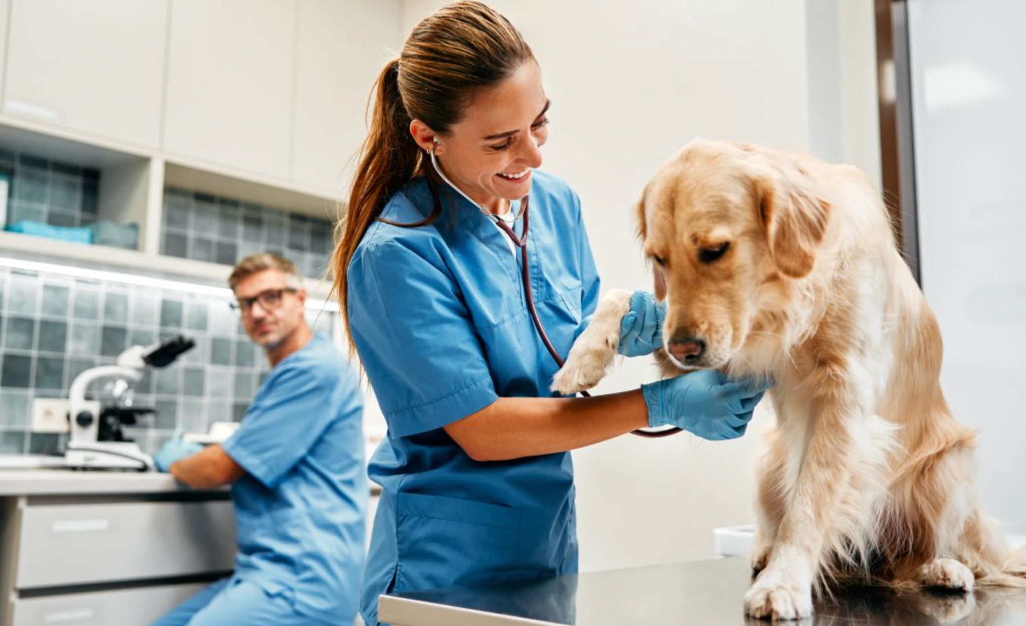 Як дані допомагають керувати ветеринарною клінікою?