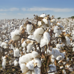 Результати другого року експериментального вирощування бавовника в Одещині