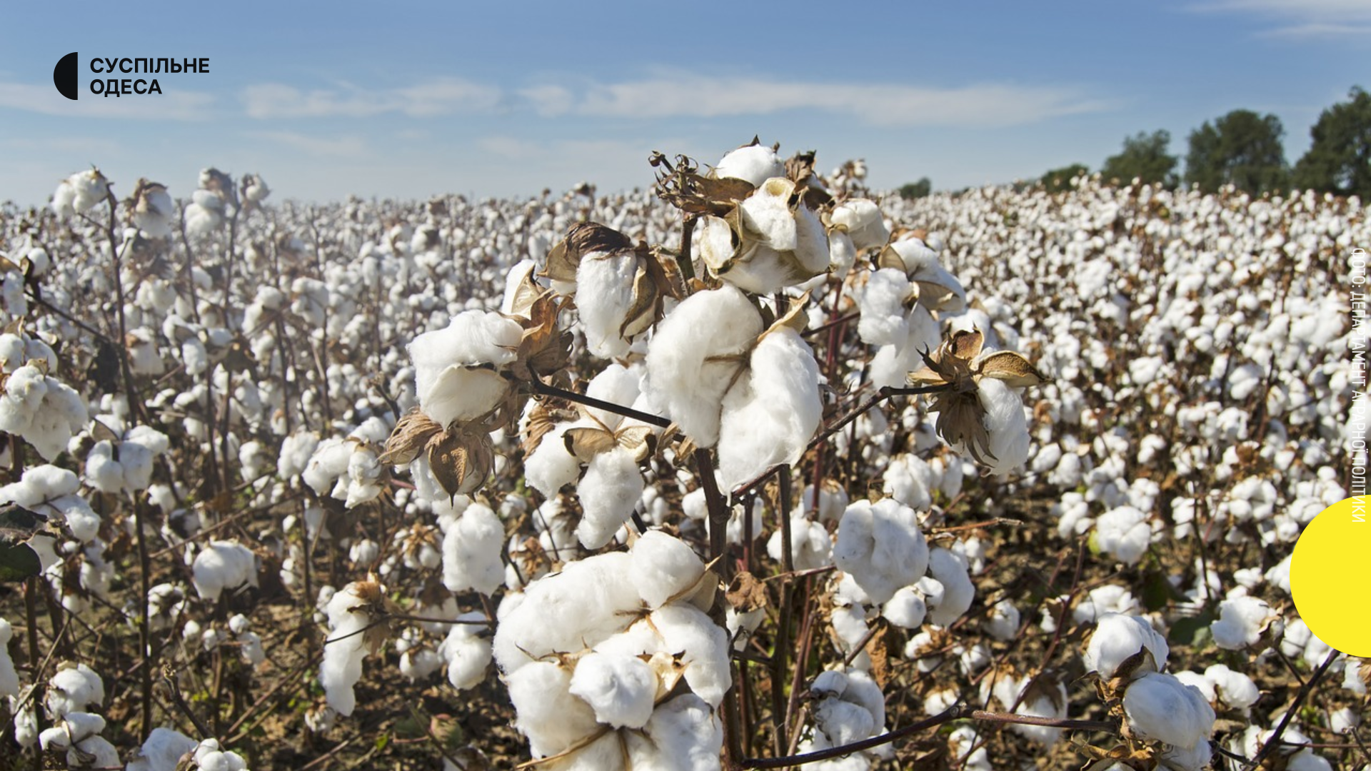 Результати другого року експериментального вирощування бавовника в Одещині