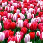 В Одесі заплановано висадження близько ста тисяч тюльпанів