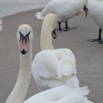 В Одесі на пляж з’явилася зграя лебедів