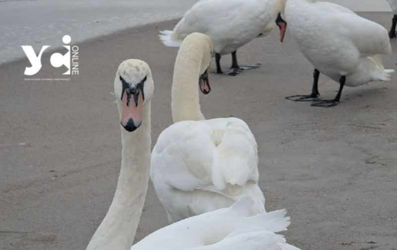 В Одесі на пляж з’явилася зграя лебедів