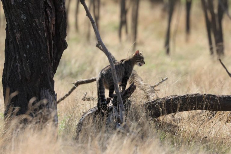 У степах Болградського району виявили рідкісного червонокнижного лісового кота