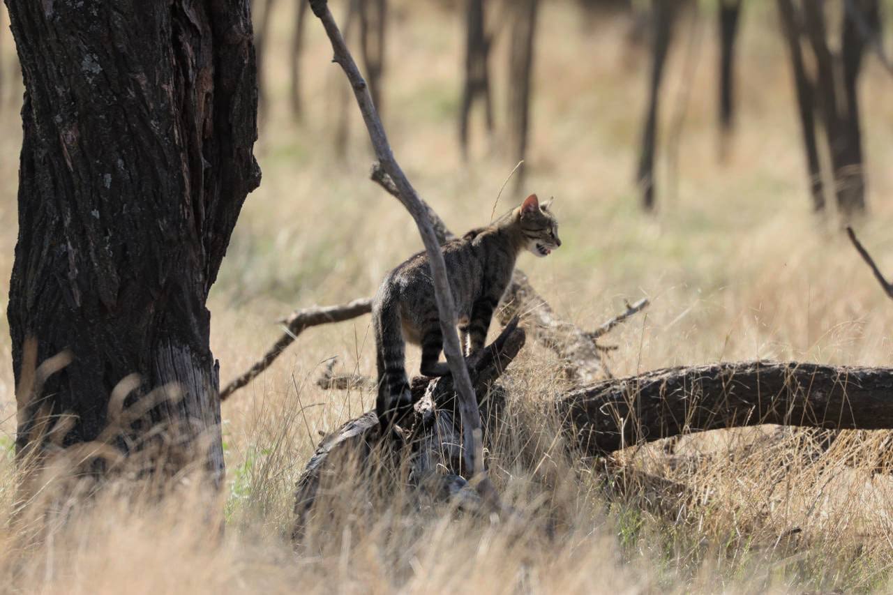 У степах Болградського району виявили рідкісного червонокнижного лісового кота