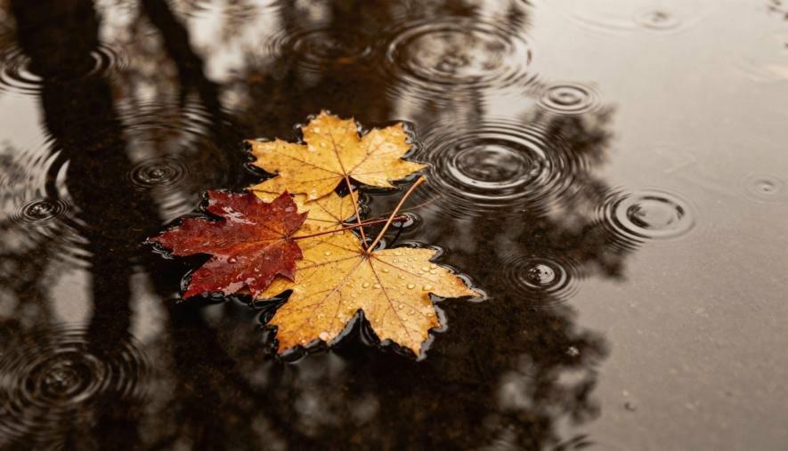 У понеділок Одесу залиють дощі та окутати туман: прогноз на 10 листопада