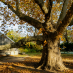 В Одесі температура підніметься до +18 завдяки антициклону “Urmi”