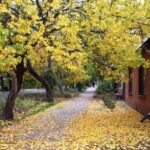 Осінній поцілунок Болграда: фотографічна мандрівка по містевих оазах