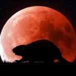 5 листопада Бобровий супермісяць наблизиться до Землі на 357 000 км: як одеситам його спостерігати