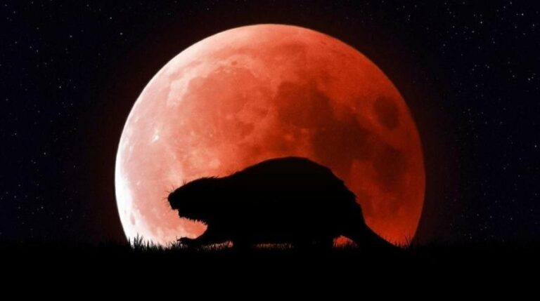 5 листопада Бобровий супермісяць наблизиться до Землі на 357 000 км: як одеситам його спостерігати