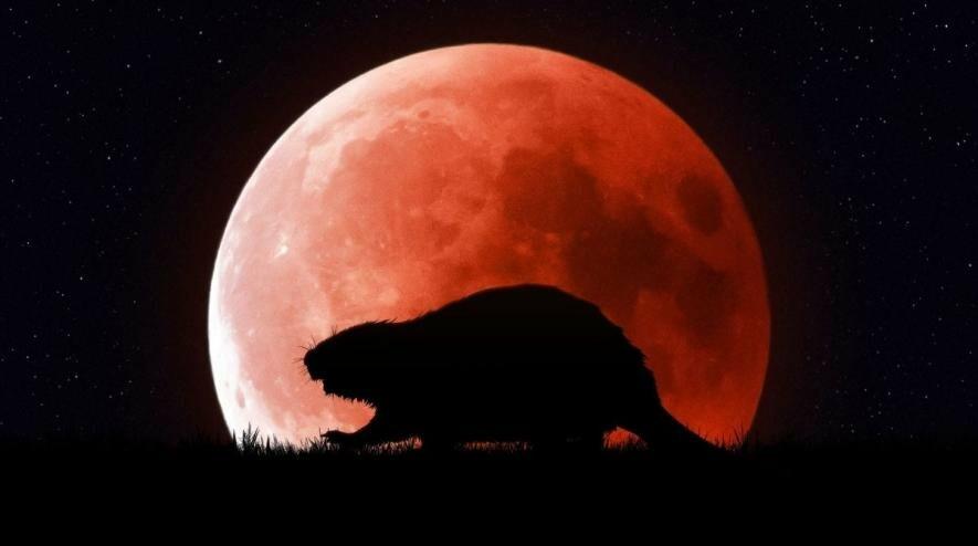 5 листопада Бобровий супермісяць наблизиться до Землі на 357 000 км: як одеситам його спостерігати