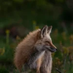 У Савранських лісах Одещини краще утриматися від прогулянок: укус лисиці замість грибів