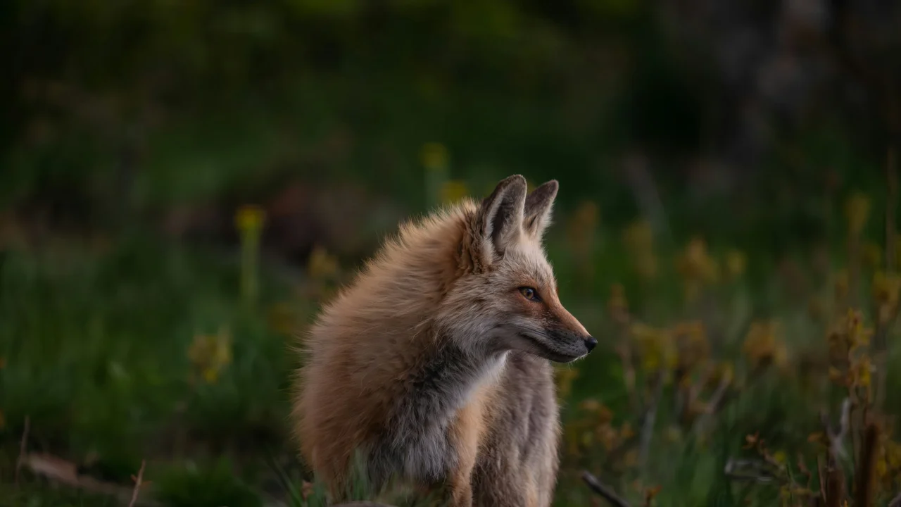 У Савранських лісах Одещини краще утриматися від прогулянок: укус лисиці замість грибів