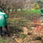 У дендропарку Одеси з’явилося 26 нових дерев і 90 плющів, – ФОТО