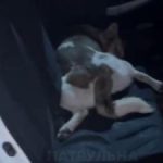 Загибель собаки в Одесі: чи причетні до інциденту місцеві патрульні