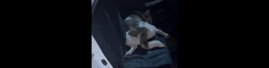 Загибель собаки в Одесі: чи причетні до інциденту місцеві патрульні