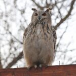 У Вилковому випустили в дику природу чотирьох пугачів на волю