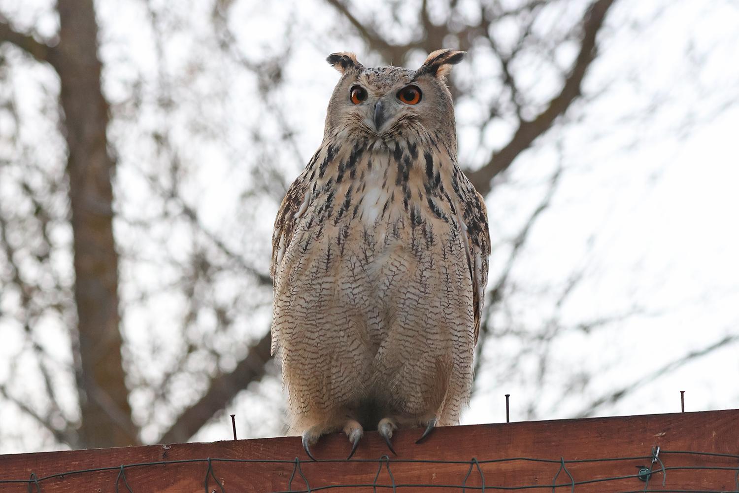 У Вилковому випустили в дику природу чотирьох пугачів на волю
