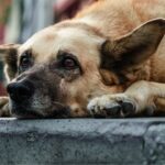 У Ізмаїлі розпочинається фінальний етап стерилізації безпритульних собак цього року