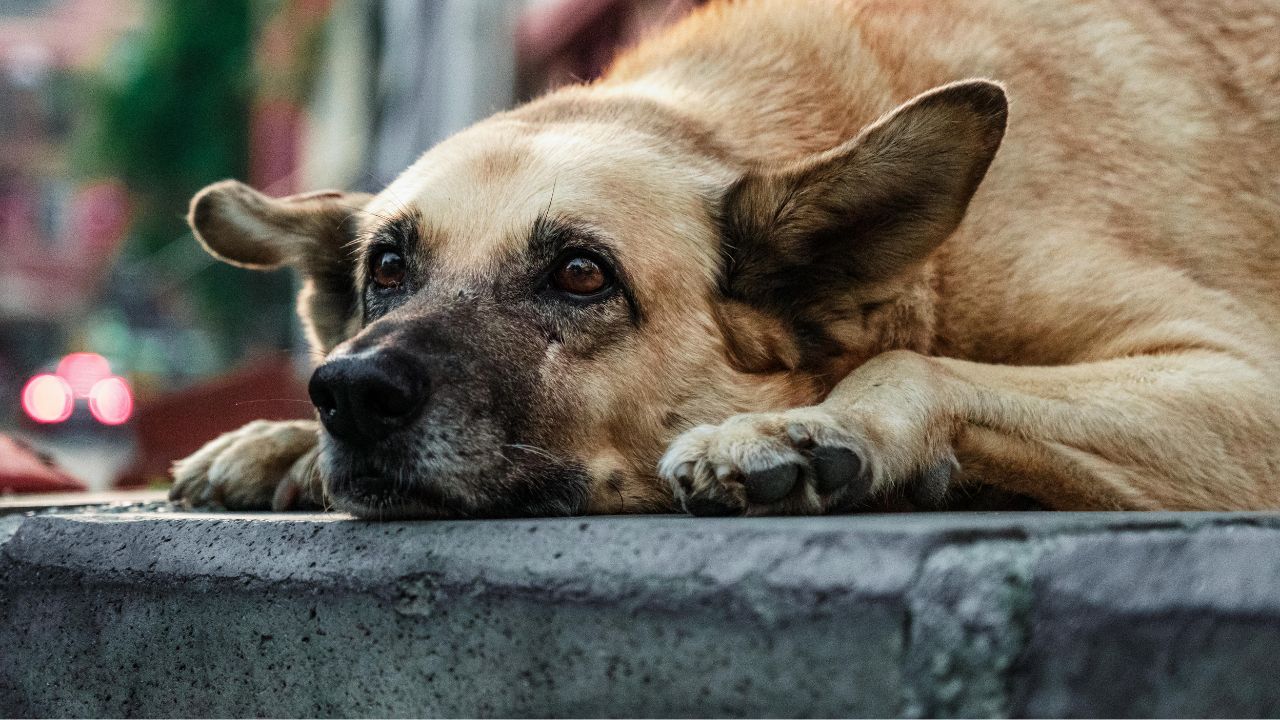 У Ізмаїлі розпочинається фінальний етап стерилізації безпритульних собак цього року