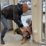 Як безхатні собаки з одеського радіоринку — «дракони» Олексія — підкорили соцмережі