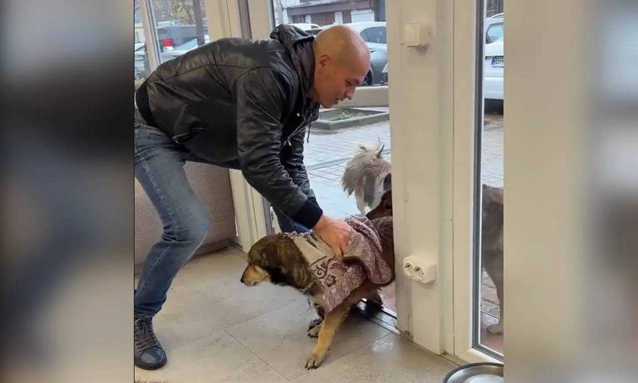 Як безхатні собаки з одеського радіоринку — «дракони» Олексія — підкорили соцмережі