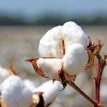 Чому бавовна, вирощена на півдні Одещини, стає популярним оформленням у квіткових крамницях