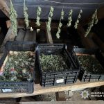 В Ізмаїлі чоловік у власному будинку виготовив понад півкілограма канабісу